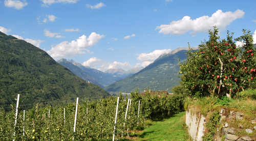 Schweizer Äpfel: Grundlage für ein naturbasiertes Medikament gegen Durchfall Apfelplantange Schweiz-Schweizer Äpfel